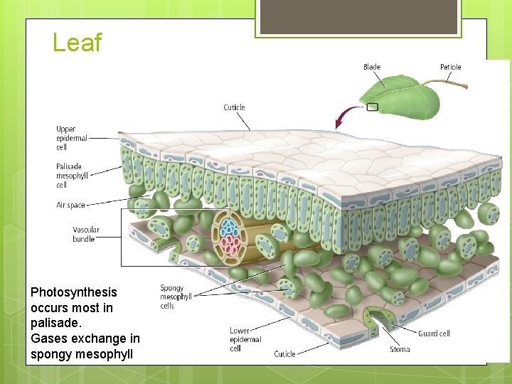 Leaf Photosynthesis occurs most in palisade. Gases exchange in spongy mesophyll 