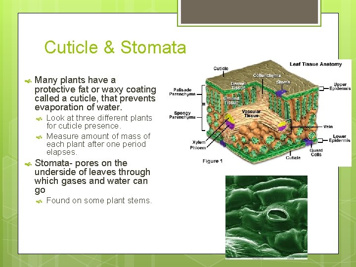 Cuticle & Stomata Many plants have a protective fat or waxy coating called a