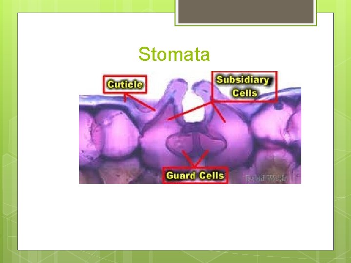 Stomata 