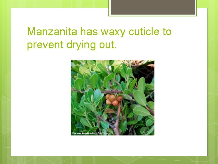 Manzanita has waxy cuticle to prevent drying out. 