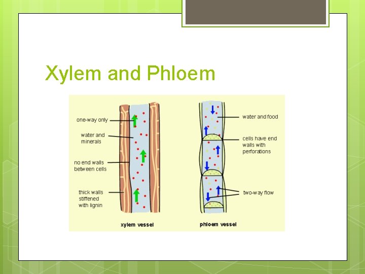 Xylem and Phloem 