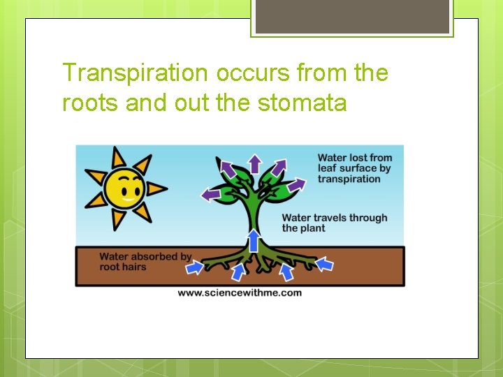 Transpiration occurs from the roots and out the stomata 