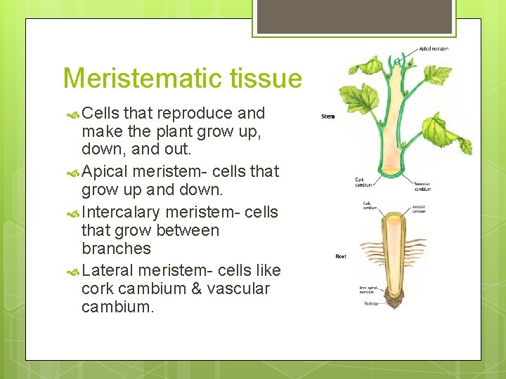Meristematic tissue Cells that reproduce and make the plant grow up, down, and out.