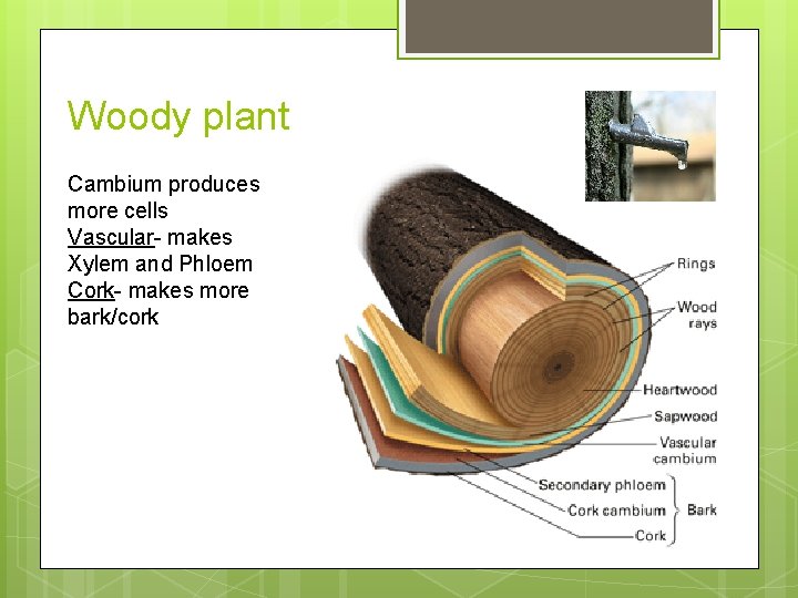 Woody plant Cambium produces more cells Vascular- makes Xylem and Phloem Cork- makes more