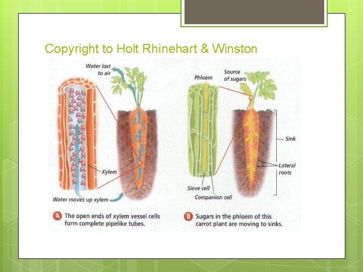 Copyright to Holt Rhinehart & Winston 