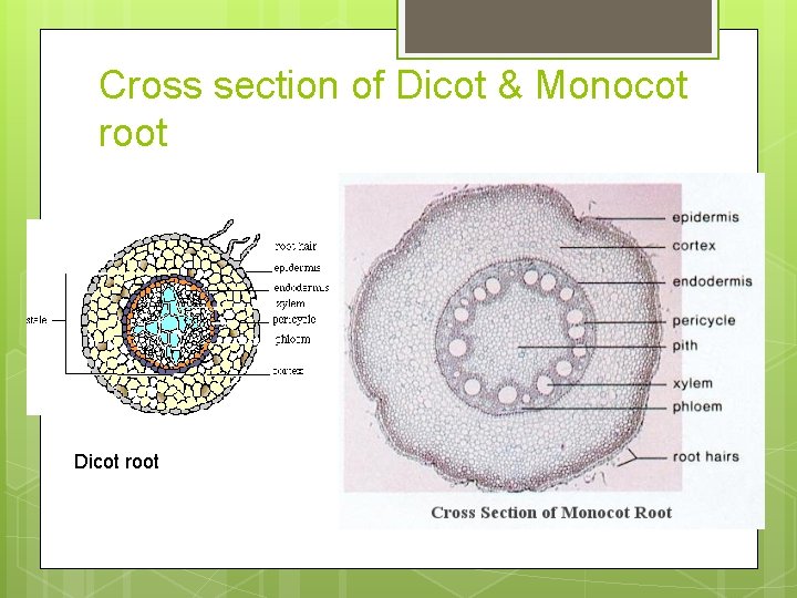 Cross section of Dicot & Monocot root Dicot root 