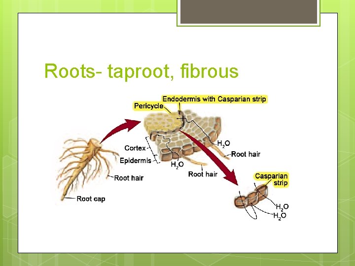 Roots- taproot, fibrous 