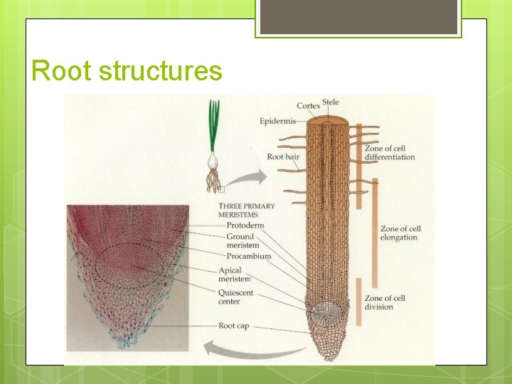 Root structures 