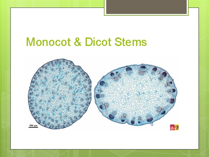 Monocot & Dicot Stems 