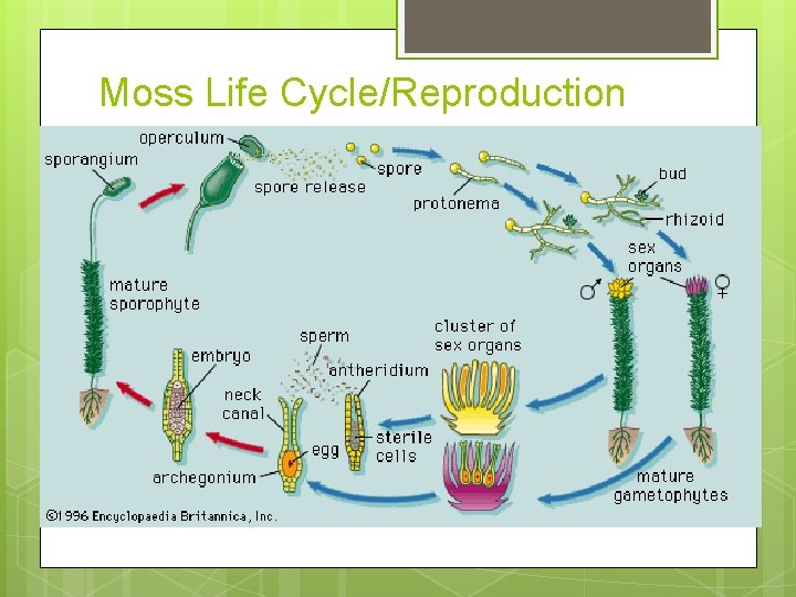 Moss Life Cycle/Reproduction 