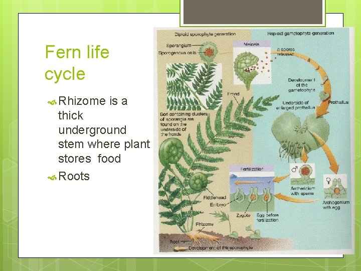 Fern life cycle Rhizome is a thick underground stem where plant stores food Roots