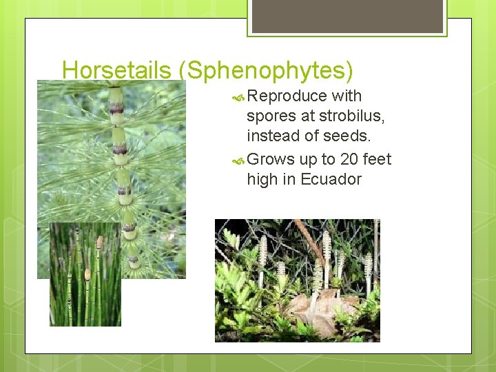 Horsetails (Sphenophytes) Reproduce with spores at strobilus, instead of seeds. Grows up to 20