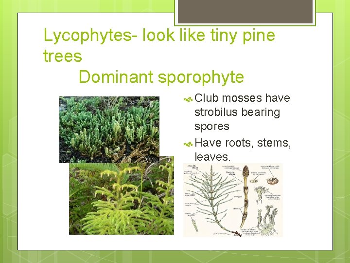 Lycophytes- look like tiny pine trees Dominant sporophyte Club mosses have strobilus bearing spores