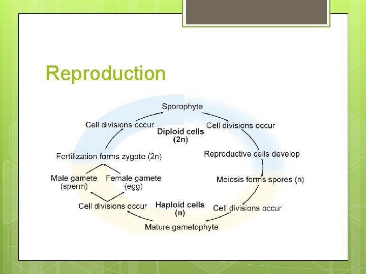 Reproduction 