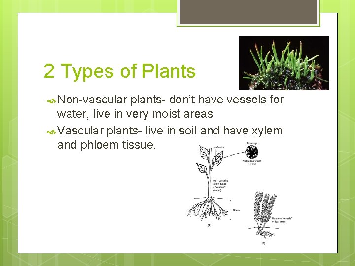 2 Types of Plants Non-vascular plants- don’t have vessels for water, live in very