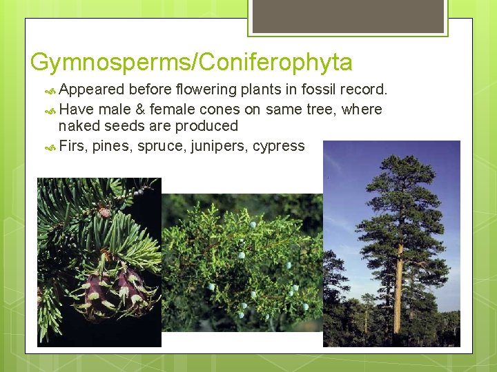 Gymnosperms/Coniferophyta Appeared before flowering plants in fossil record. Have male & female cones on