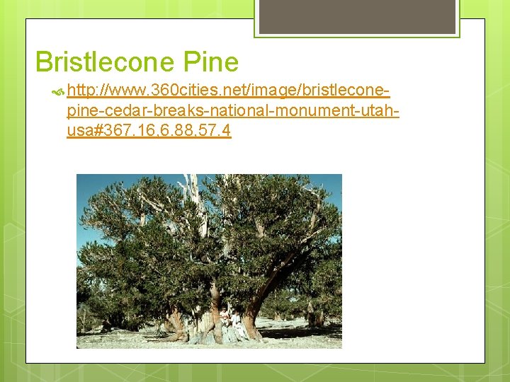 Bristlecone Pine http: //www. 360 cities. net/image/bristlecone- pine-cedar-breaks-national-monument-utahusa#367. 16, 6. 88, 57. 4 