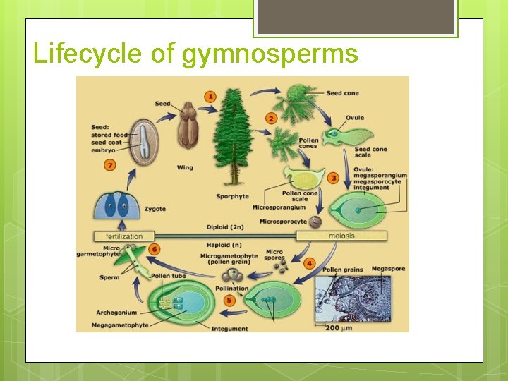 Lifecycle of gymnosperms 