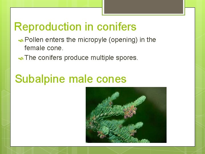 Reproduction in conifers Pollen enters the micropyle (opening) in the female cone. The conifers