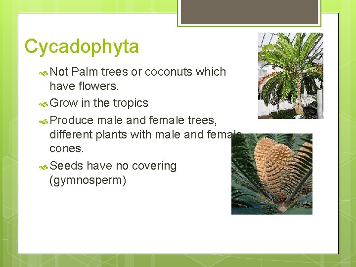 Cycadophyta Not Palm trees or coconuts which have flowers. Grow in the tropics Produce