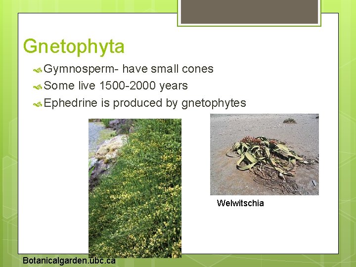 Gnetophyta Gymnosperm- have small cones Some live 1500 -2000 years Ephedrine is produced by