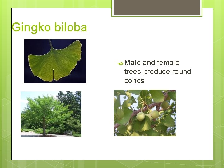 Gingko biloba Male and female trees produce round cones 