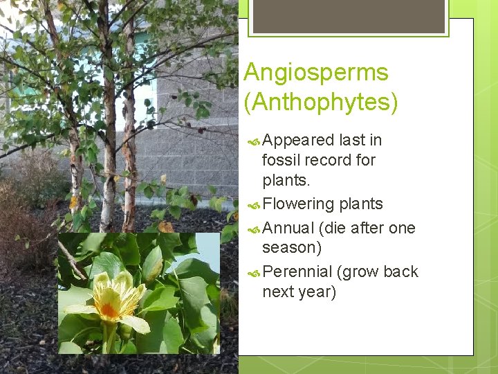 Angiosperms (Anthophytes) Appeared last in fossil record for plants. Flowering plants Annual (die after