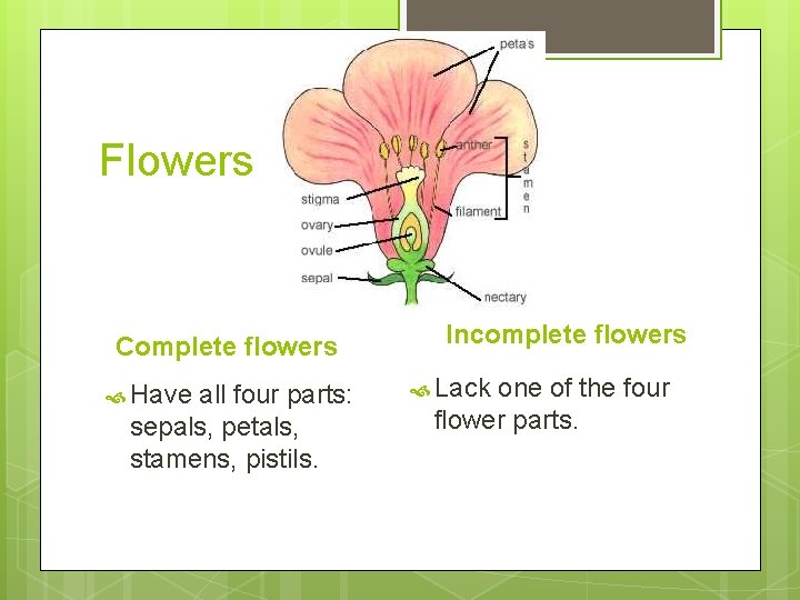Flowers Complete flowers Have all four parts: sepals, petals, stamens, pistils. Incomplete flowers Lack
