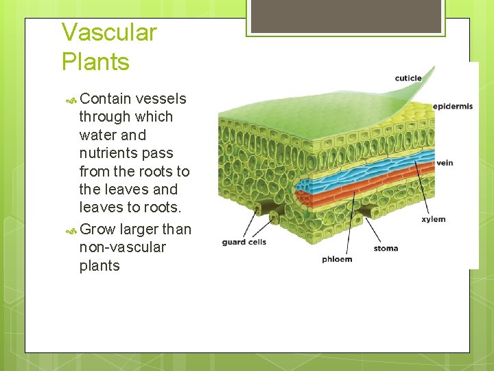 Vascular Plants Contain vessels through which water and nutrients pass from the roots to