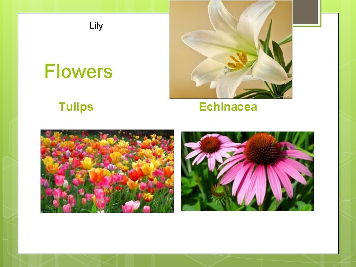 Lily Flowers Tulips Echinacea 