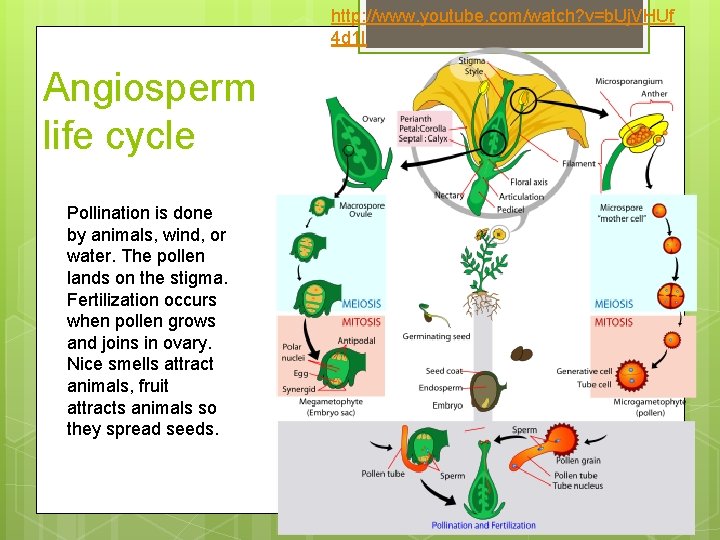 http: //www. youtube. com/watch? v=b. Uj. VHUf 4 d 1 I Angiosperm life cycle