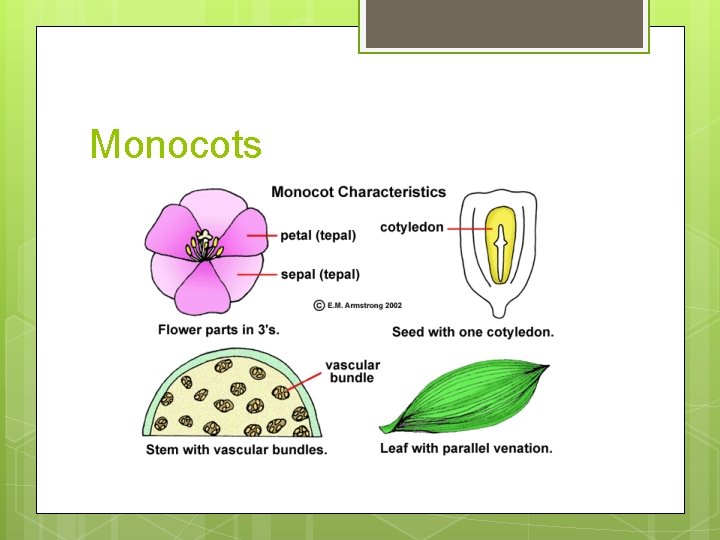 Monocots 