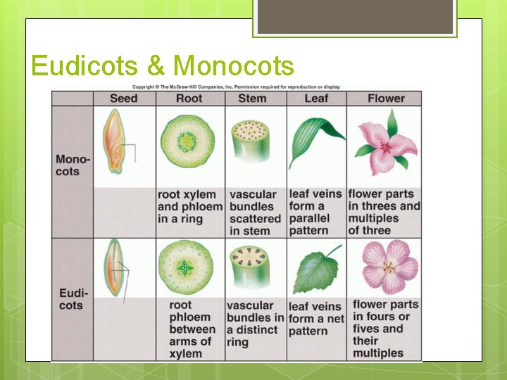 Eudicots & Monocots 