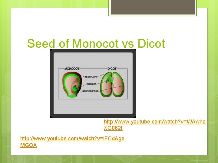 Seed of Monocot vs Dicot http: //www. youtube. com/watch? v=WAwho XG 062 I http: