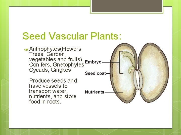 Seed Vascular Plants: Anthophytes(Flowers, Trees, Garden vegetables and fruits), Conifers, Gnetophytes, Cycads, Gingkos Produce