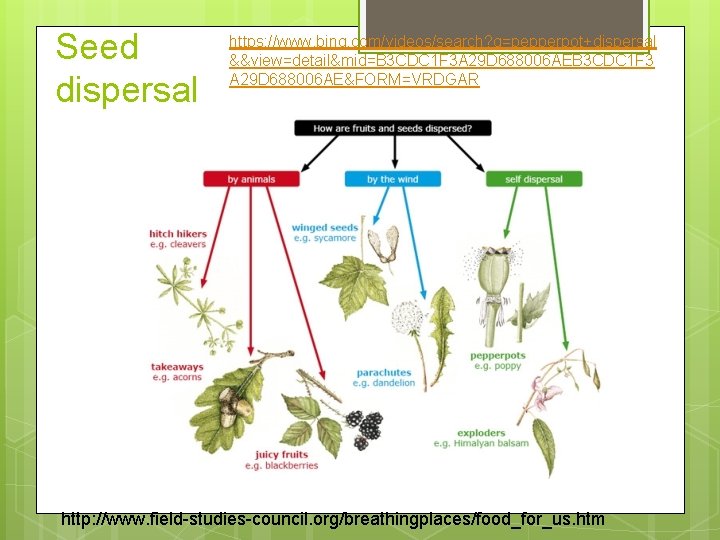 Seed dispersal https: //www. bing. com/videos/search? q=pepperpot+dispersal &&view=detail&mid=B 3 CDC 1 F 3 A