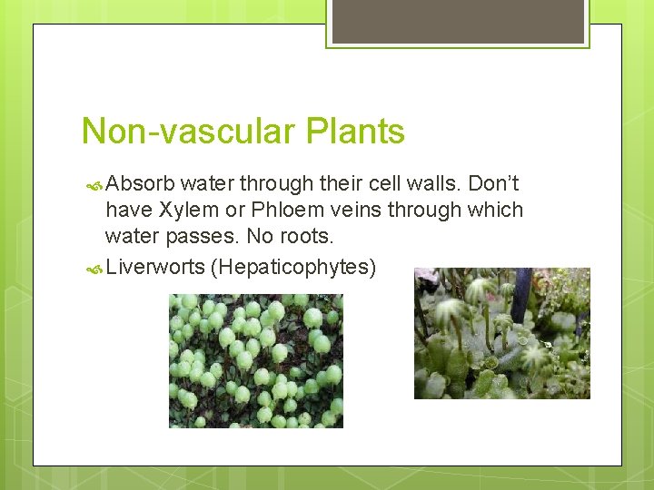 Non-vascular Plants Absorb water through their cell walls. Don’t have Xylem or Phloem veins