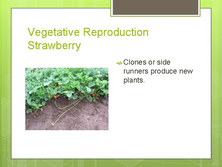 Vegetative Reproduction Strawberry Clones or side runners produce new plants. 