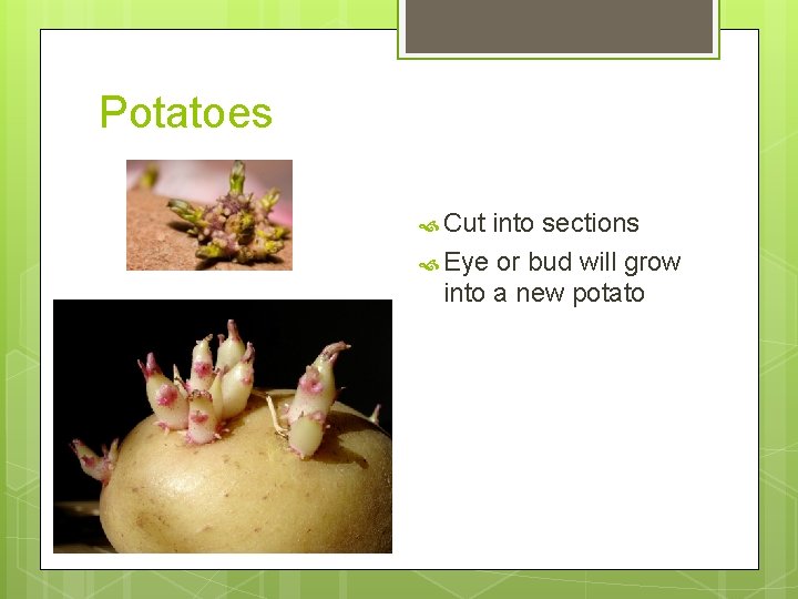 Potatoes Cut into sections Eye or bud will grow into a new potato 