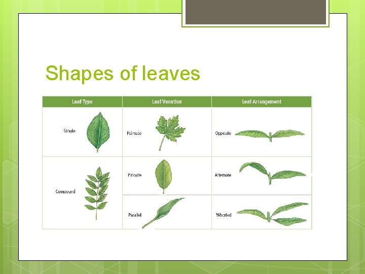 Shapes of leaves 