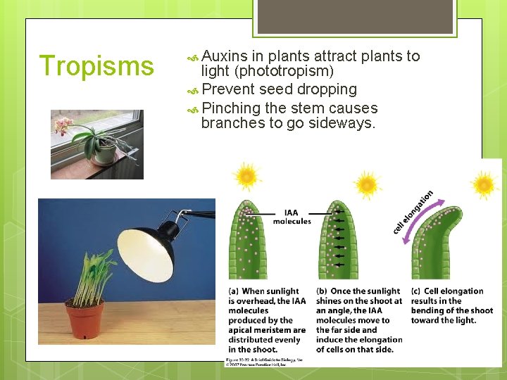 Tropisms Auxins in plants attract plants to light (phototropism) Prevent seed dropping Pinching the