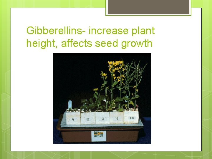 Gibberellins- increase plant height, affects seed growth 