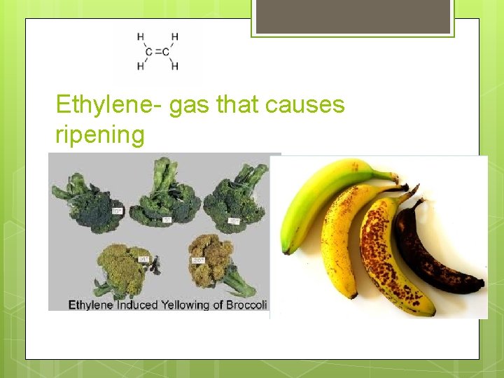 Ethylene- gas that causes ripening 