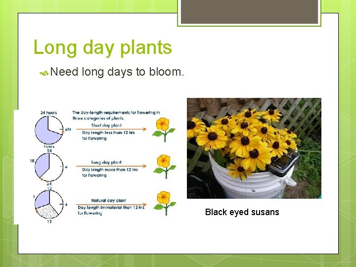 Long day plants Need long days to bloom. Black eyed susans 
