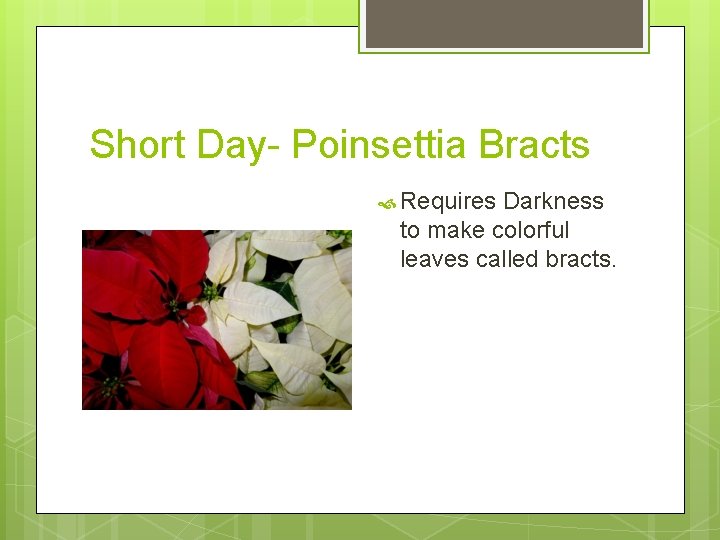Short Day- Poinsettia Bracts Requires Darkness to make colorful leaves called bracts. 
