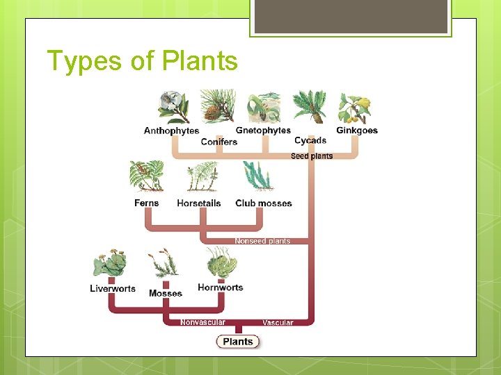 Types of Plants 