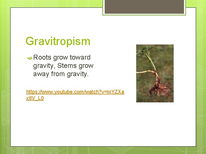 Gravitropism Roots grow toward gravity, Stems grow away from gravity. https: //www. youtube. com/watch?