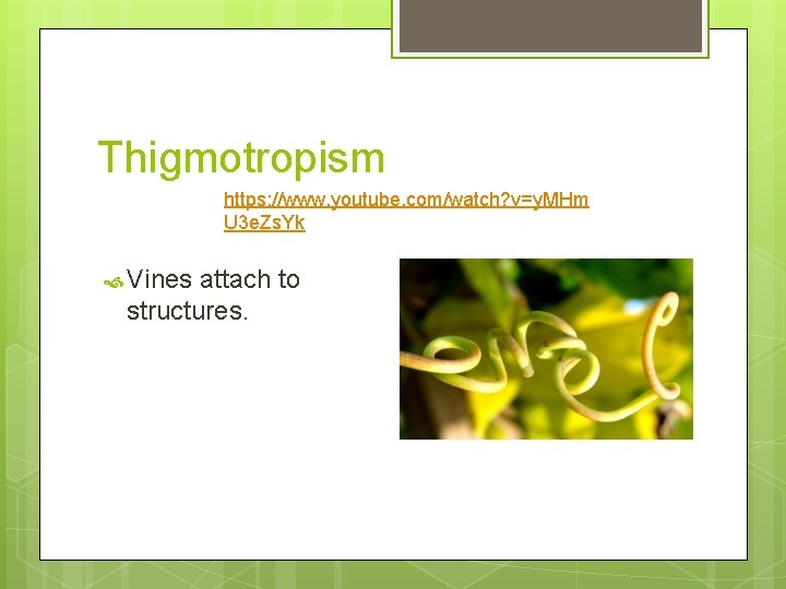 Thigmotropism https: //www. youtube. com/watch? v=y. MHm U 3 e. Zs. Yk Vines attach