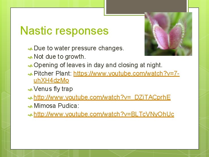 Nastic responses Due to water pressure changes. Not due to growth. Opening of leaves