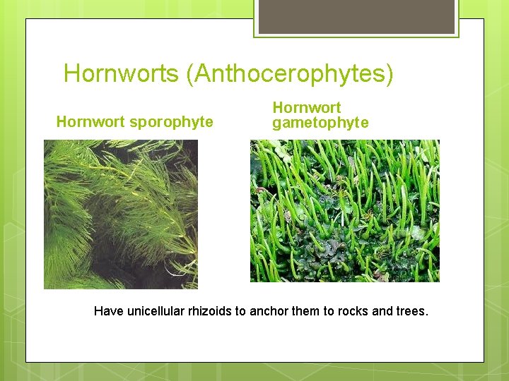 Hornworts (Anthocerophytes) Hornwort sporophyte Hornwort gametophyte Have unicellular rhizoids to anchor them to rocks